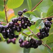 SLIK DYRKER DU ARONIAB R NORDICPLANTS NO Norsk Nettbutikk