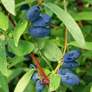 (XXL) Bærbusk - Honningbær "MyBerry Sweet"