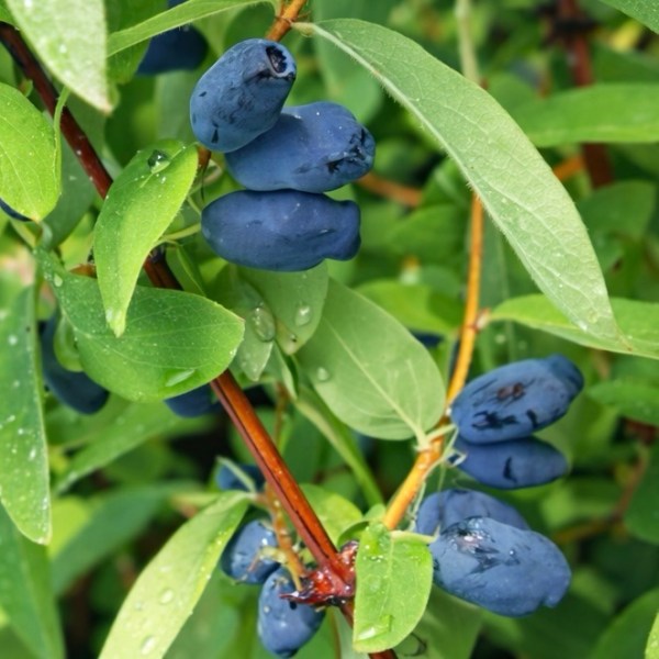BÆRBUSKER🫐 – NORDICPLANTS.NO | Norsk nettbutikk