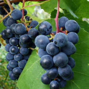 Drueplante - "Zilga"