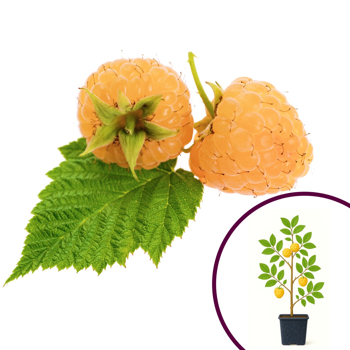 (UNIKT!) Bringebær – twotimer, Sugana yellow® – NORDICPLANTS.NO | Norsk ...
