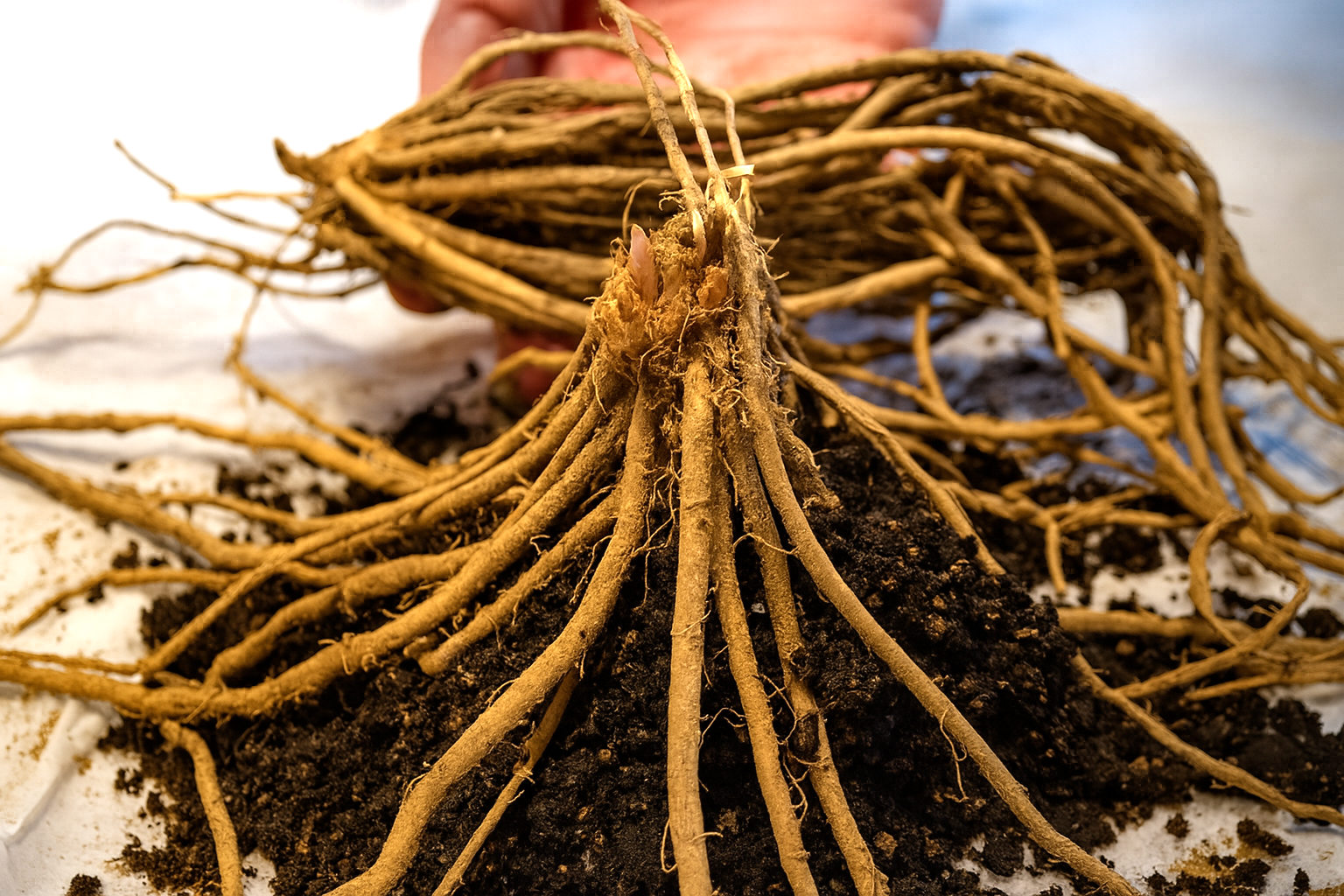 BARROTSPLANTE – DYRKETIPS OG VEILEDNING