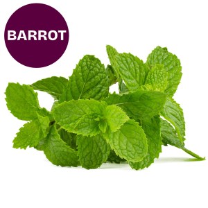 Barrotsplante – Mynte