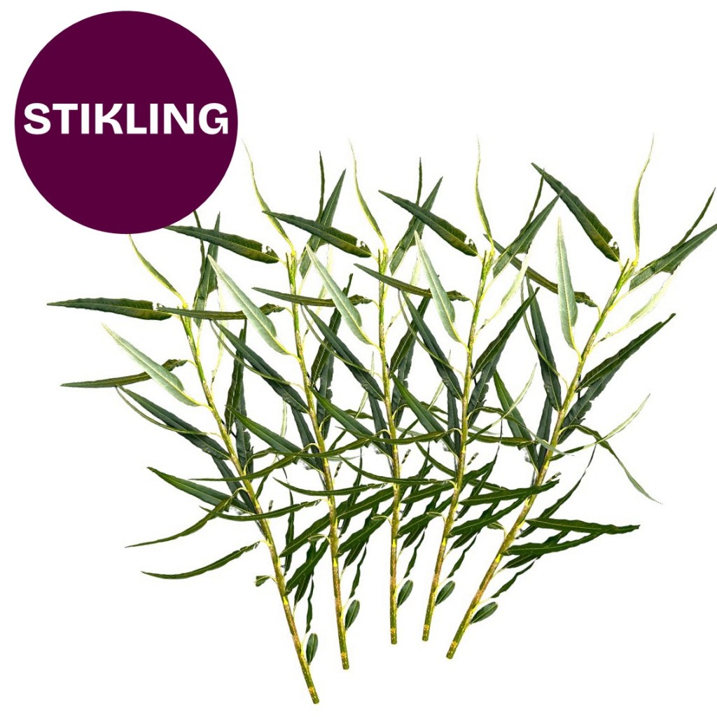 Belgisk gjerdepil – "Salix viminalis"