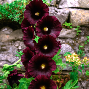 Barrot – Stokkrose "Nigra"