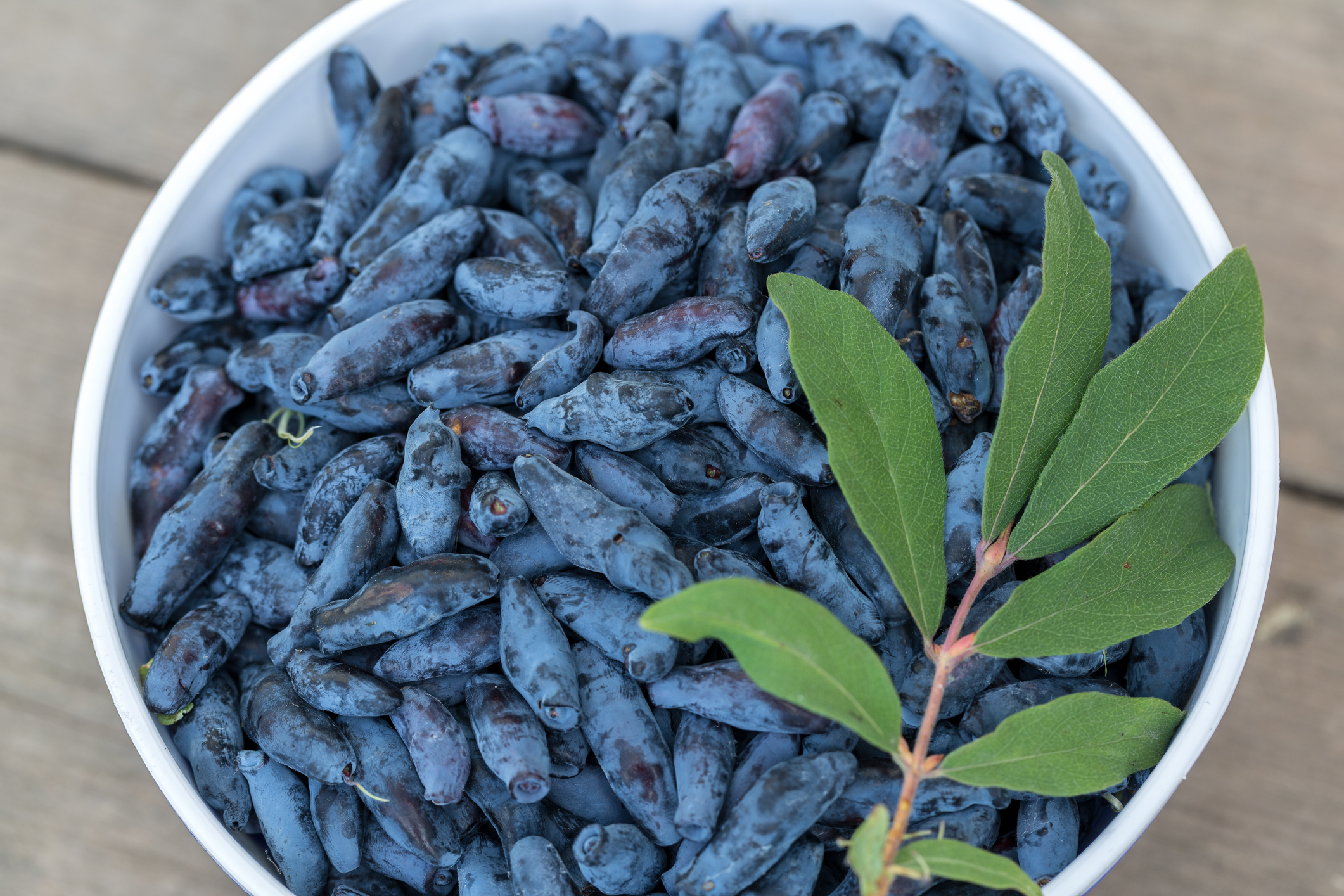 SLIK DYRKER DU HONNINGBÆR