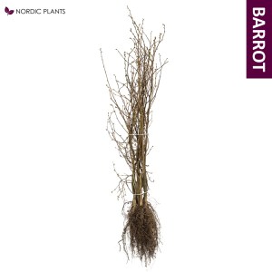 Agnbøk - Carpinus | 50-80 cm