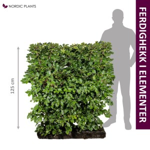 FERDIG HEKK Bøk - Fagus Sylvatica | 125 cm