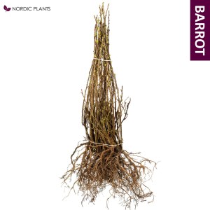 Alperips - Ribes | 30-60 cm