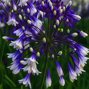 Barrot – Afrikalilje "Blue giant"