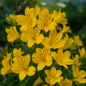 Barrot – Inkalilje ‘Lutea’