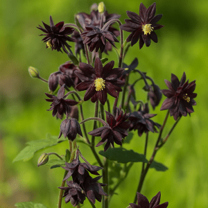 Barrot – Akeleie ‘Black Barlow’