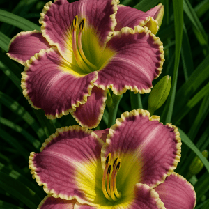 Barrot – Daglilje ‘Bestseller’