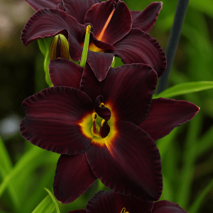 Barrot – Daglilje ‘Bogeyman’