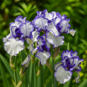 Barrot – Hageiris ‘Loop the Loop’