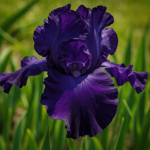 Barrot – Hageiris ‘Night Owl’