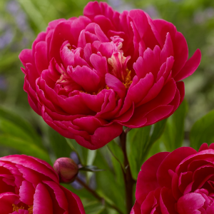 Barrot – Peon ‘Karl Rosenfield’