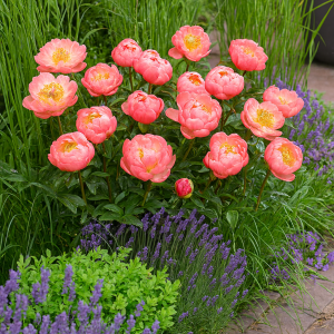 Barrot – Peon ‘Hawaiian coral’