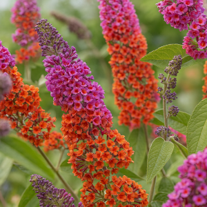 Sommerfuglbusk ‘Flower Power’