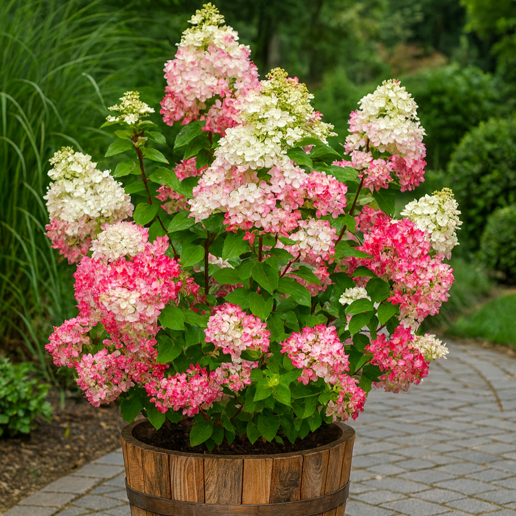 Syrinhortensia ‘Diamond Rouge’