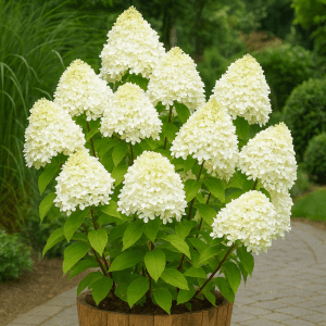Syrinhortensia ‘Magical Candle’