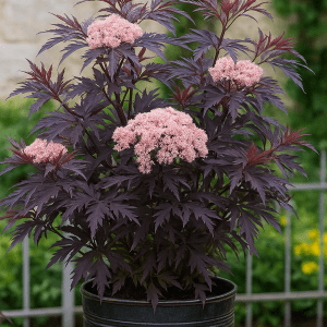 Svarthyll ‘Black Lace’
