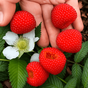 (UNIKT!) Jordbærbringebær ‘Rubus illecebrosus’