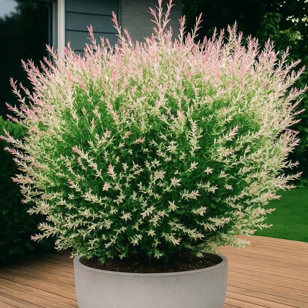 Salix integra ‘Hakuro-nishiki’