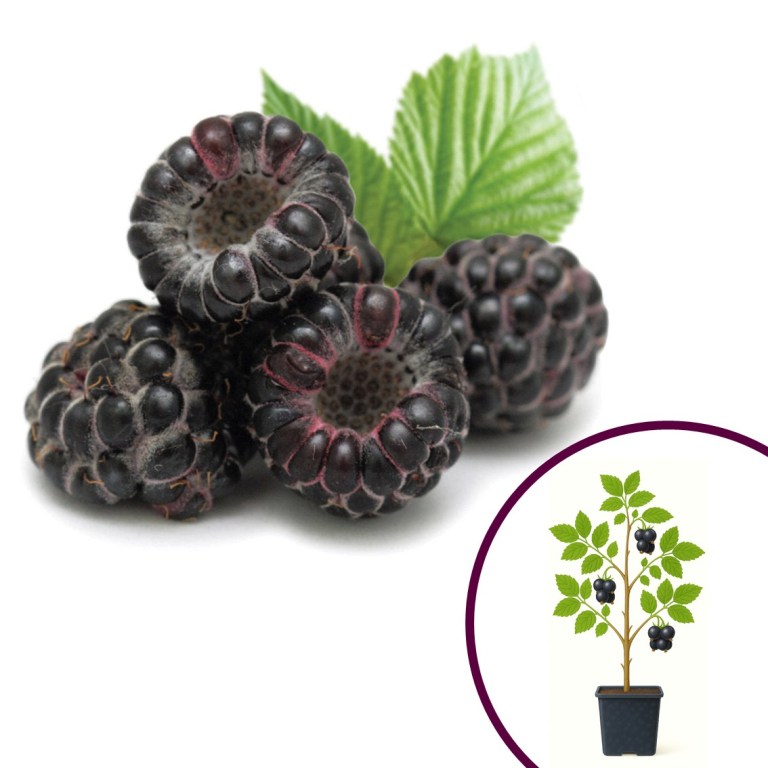 Svart bringebær ‘Jewel’ – NORDICPLANTS.NO | Norsk nettbutikk
