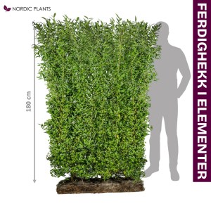 FERDIG HEKK Liguster - Liga | 180 cm