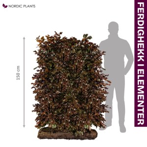 FERDIG HEKK Blodbøk - Fagus Sylvatica purpurea | 150 cm