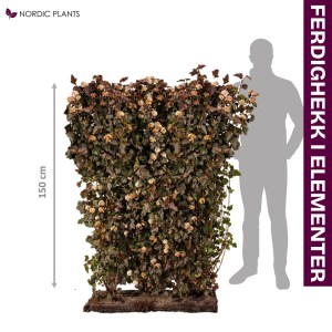 FERDIG HEKK Blærespirea | 150 cm