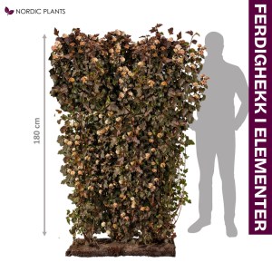 FERDIG HEKK Blærespirea | 180 cm