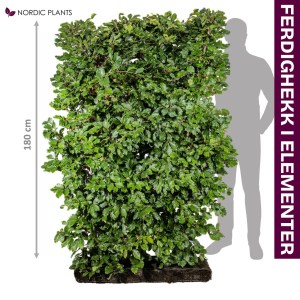 FERDIG HEKK Bøk - Fagus Sylvatica | 180 cm