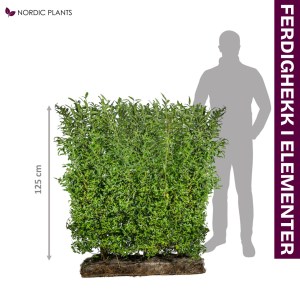 FERDIG HEKK Liguster - Liga | 125 cm