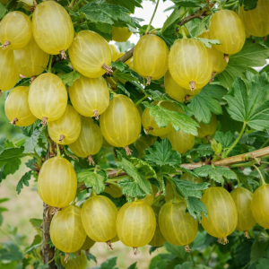 Bærbusk – Stikkelsbær, gul