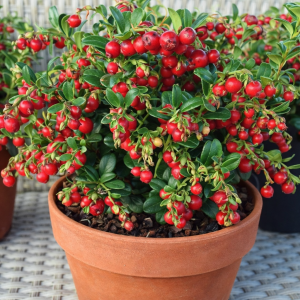 Tranebær ‘Vaccinium macrocarpon’