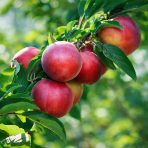 Frukttre - Dverg nektarin