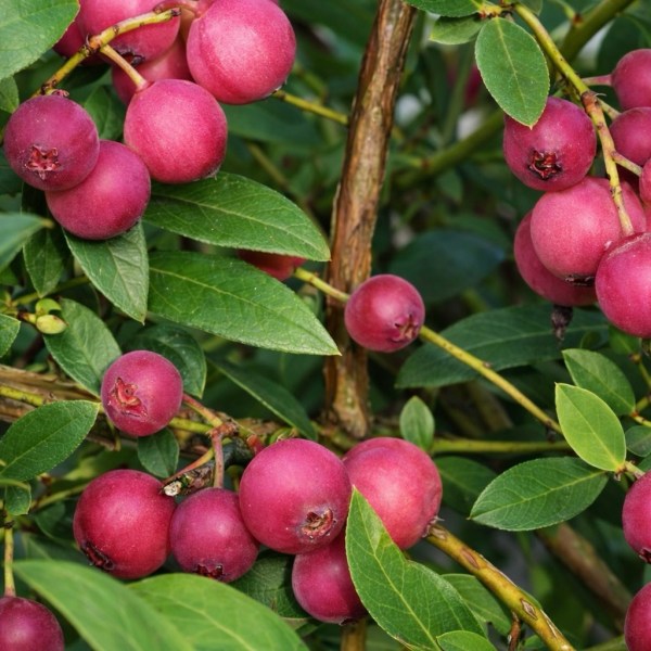 Bærbusk – Rosa blåbær «Pink lemonade» – NORDICPLANTS.NO | Norsk nettbutikk