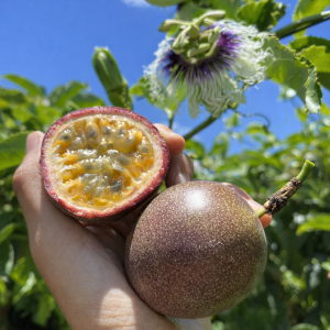 Pasjonsfrukt ‘Passiflora edulis’
