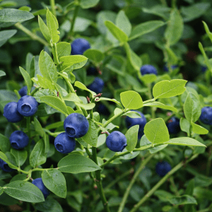 Skogsblåbær ‘Jelitto’