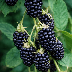 Bærbusk – 100% Tornfri bjørnebær