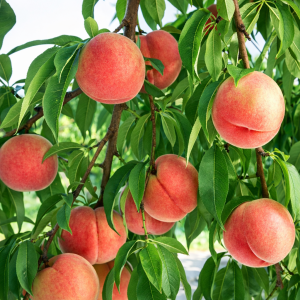 Frukttre - Fersken "Frost"