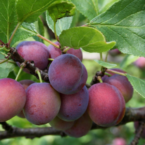 Frukttre - Plommer "Opal"