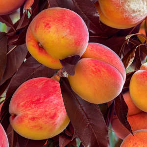 Frukttre - Dverg fersken "Honey red"