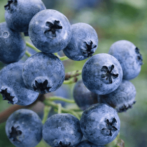 Bærbusk - Hageblåbær "Bluejay"