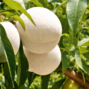 Frukttre - Fersken "Ice peach"