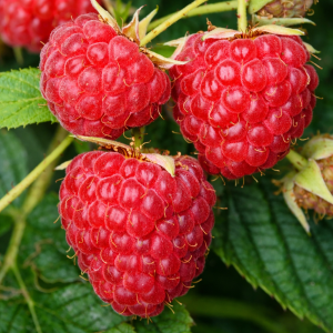 (UNIKT!) Bringebær – twotimer, Sugana Red®