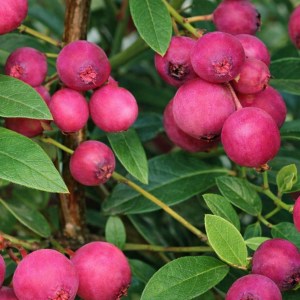 Bærbusk - Rosa blåbær "Pink berry"