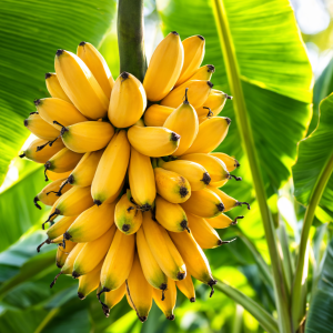 Bananplante - ‘Da Jiao’ (Musa ‘Da Jiao’)